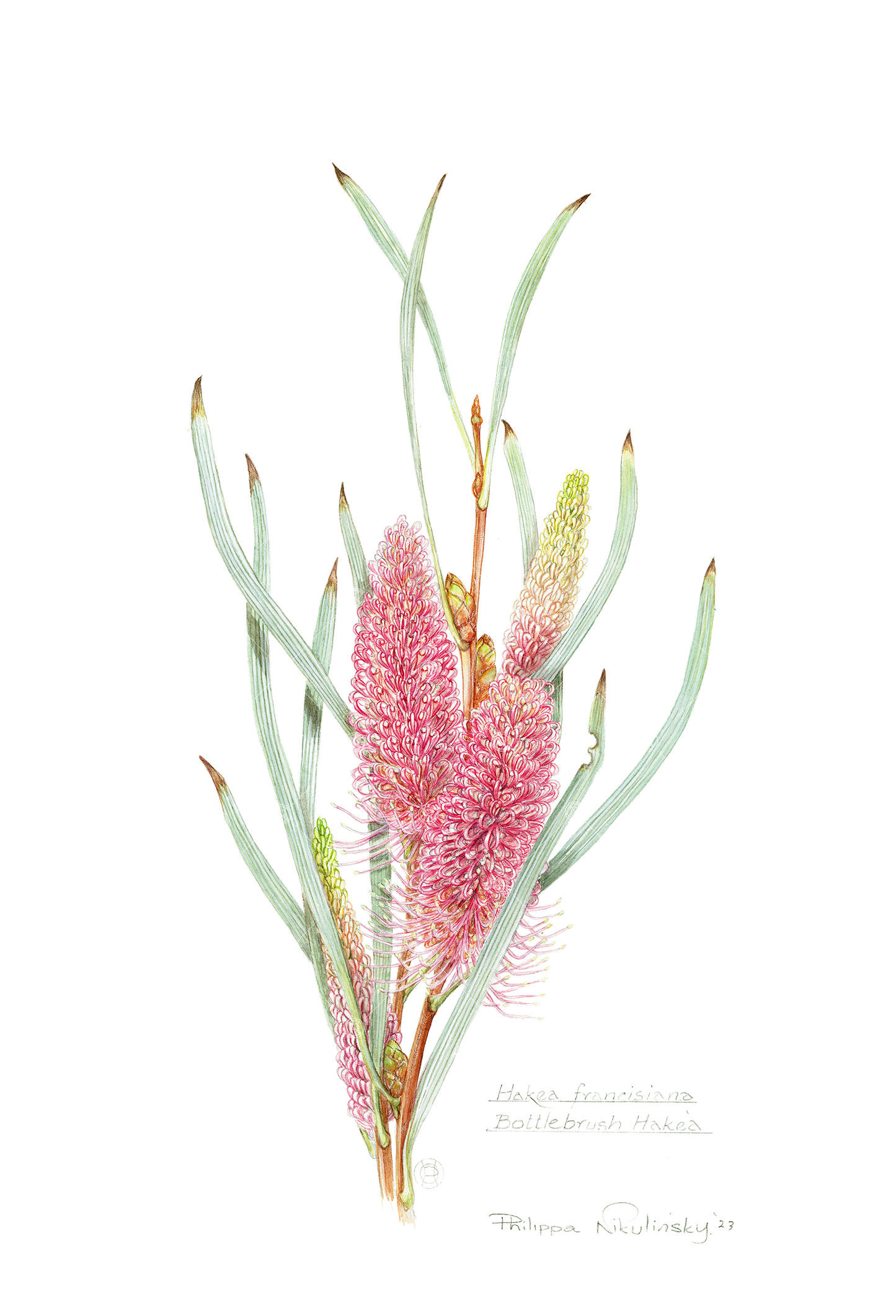 Hakea francisiana