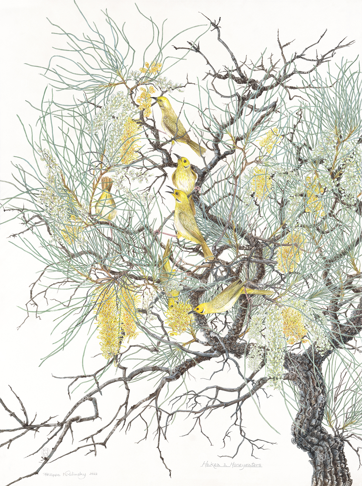Hakea & Honeyeaters