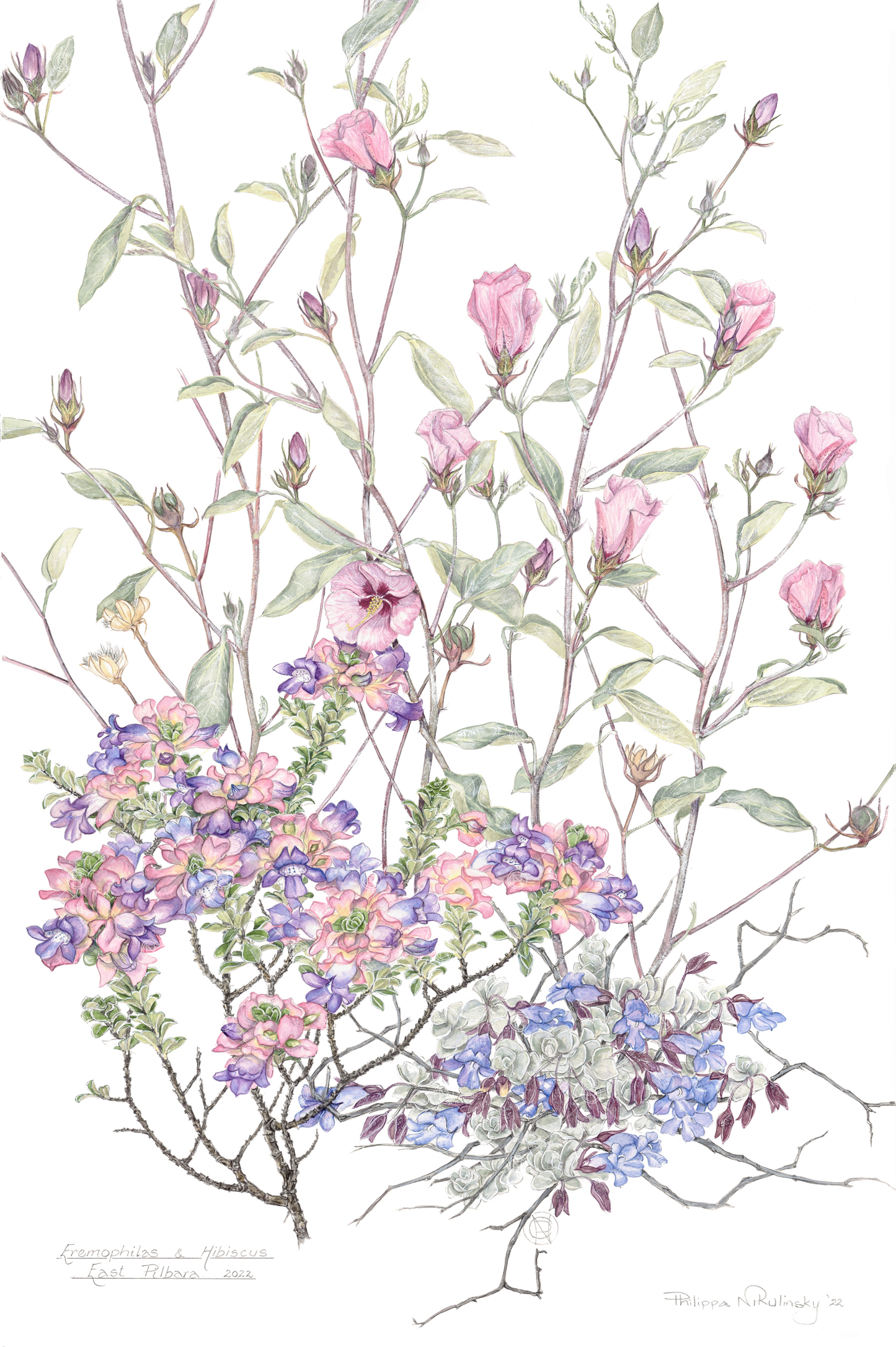 Eremophila & Hibiscus