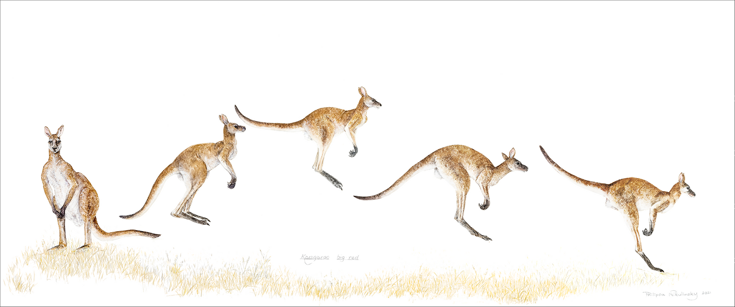 Kangaroos