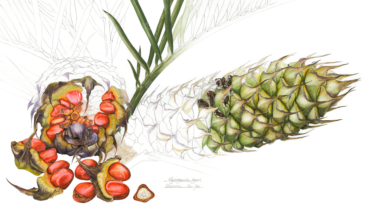 Macrozamia dyeri