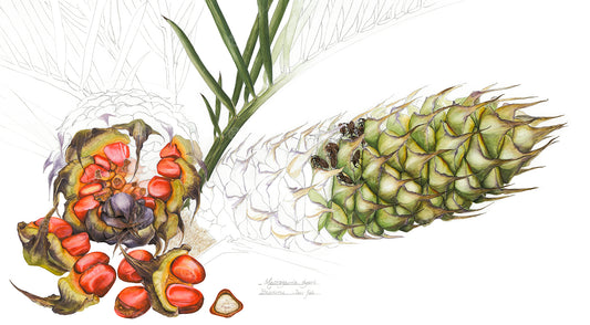 Macrozamia dyeri