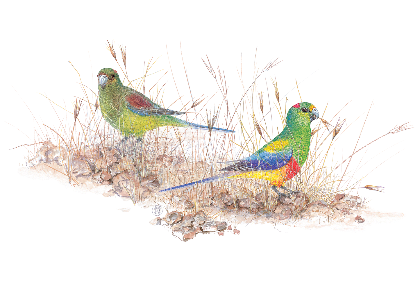 Psephotus varius, Mulga Parrot