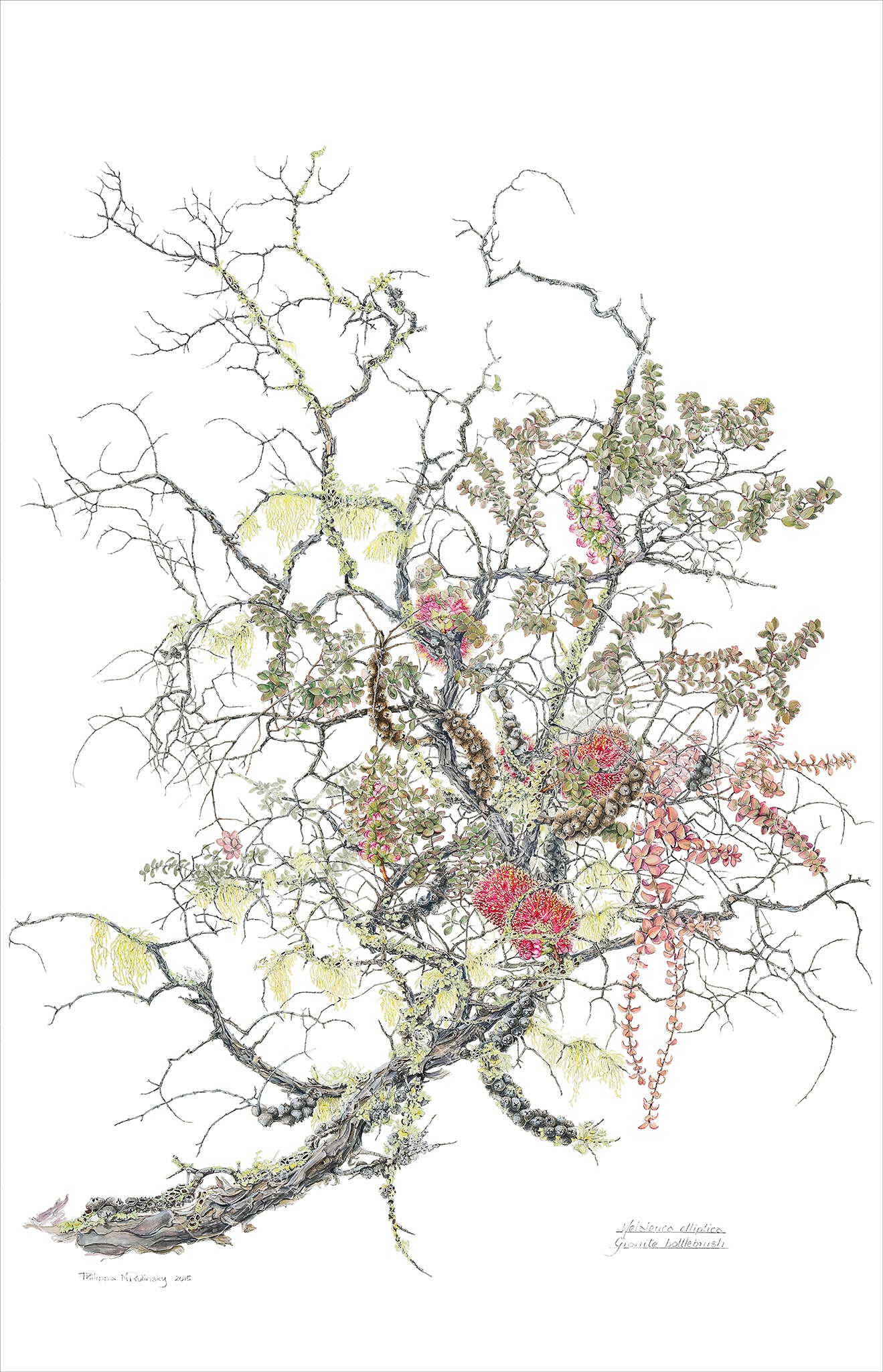 Melaleuca elliptica, Granite Honey Myrtle