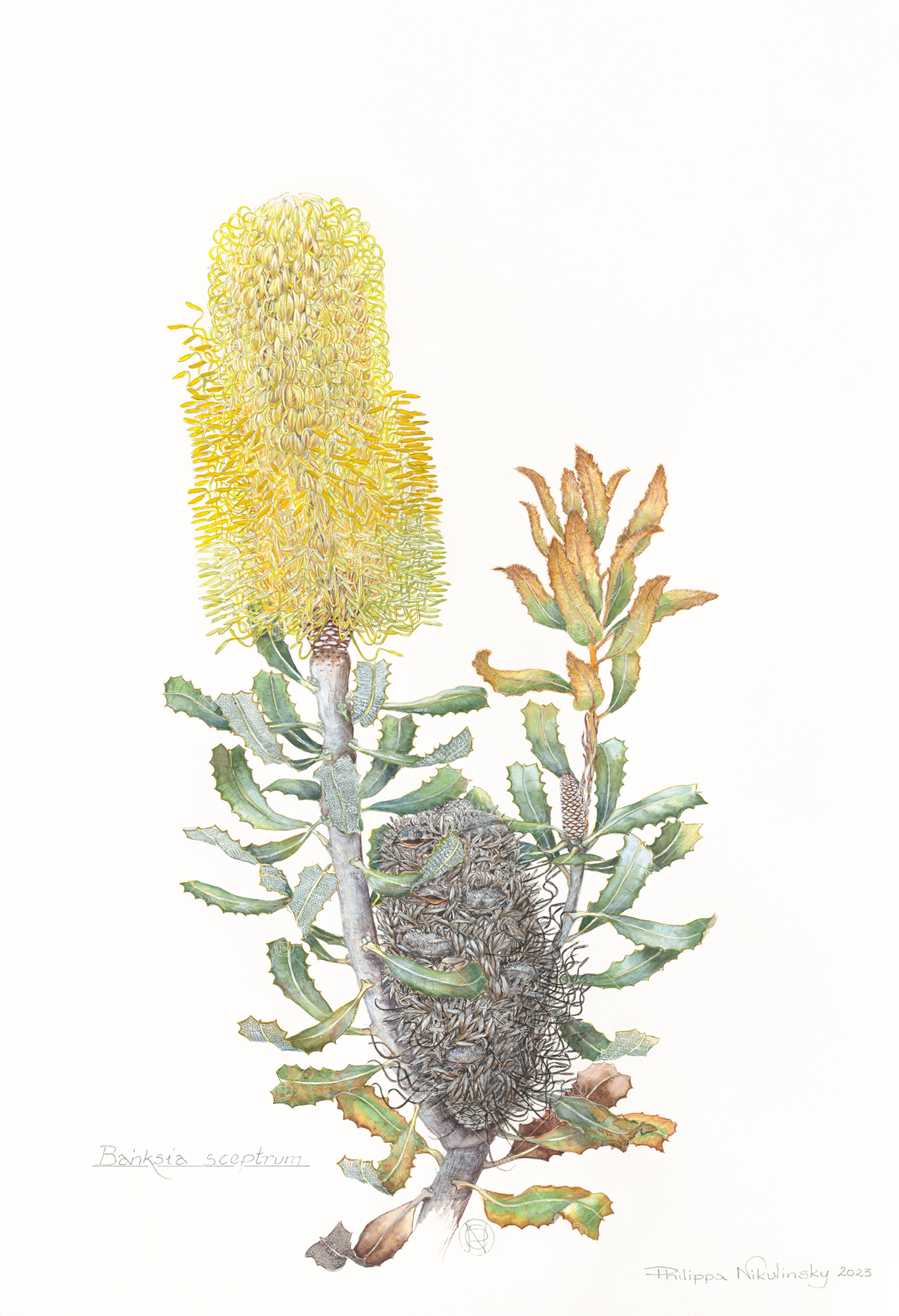 Banksia sceptrum