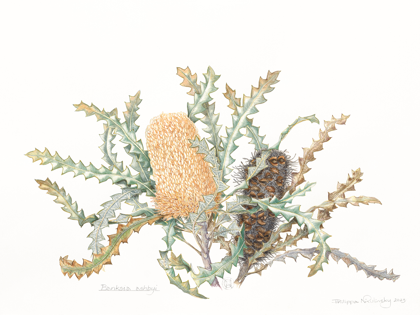 Banksia ashbyi