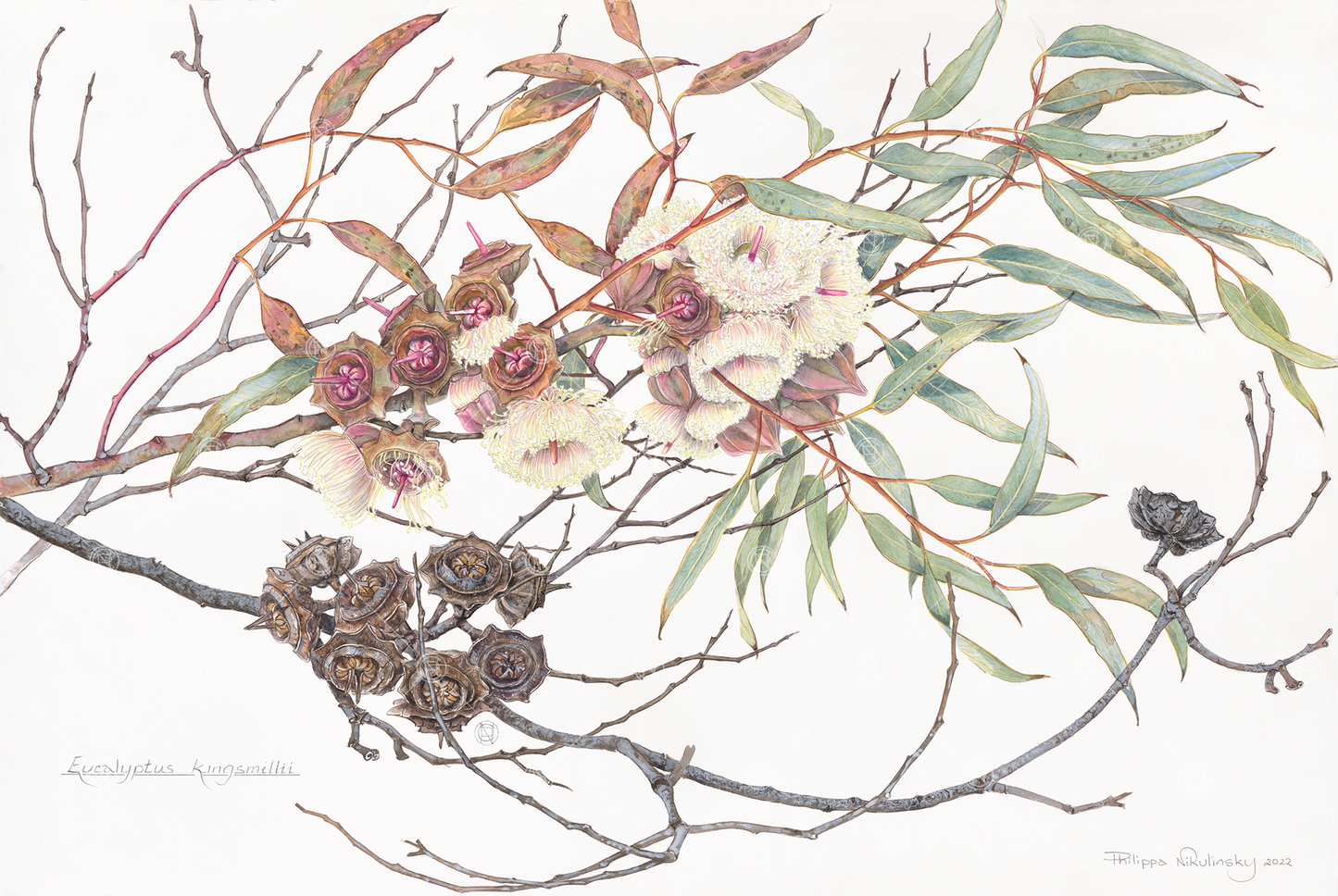 Eucalyptus kingsmillii