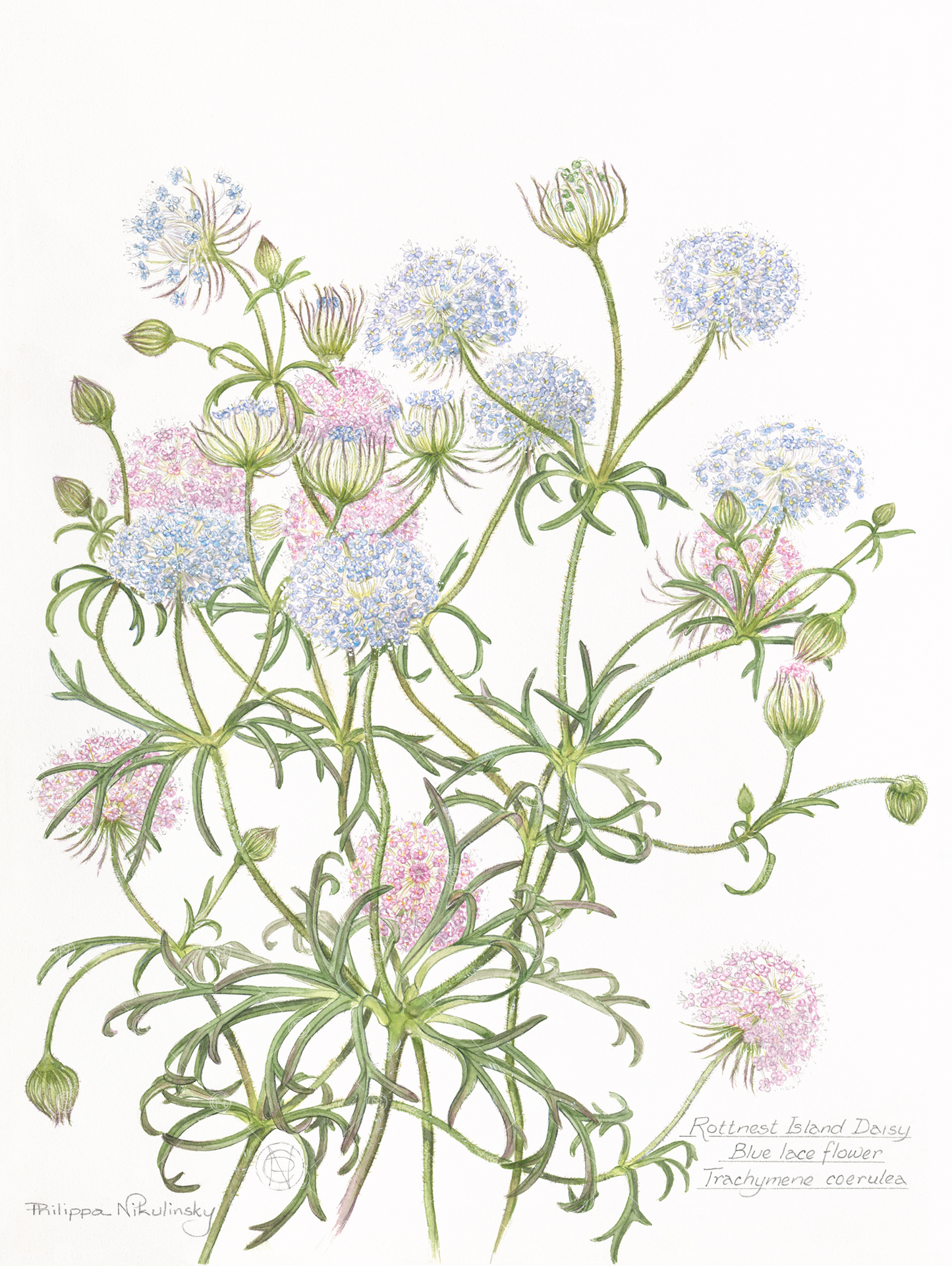 Rottnest Island Daisy