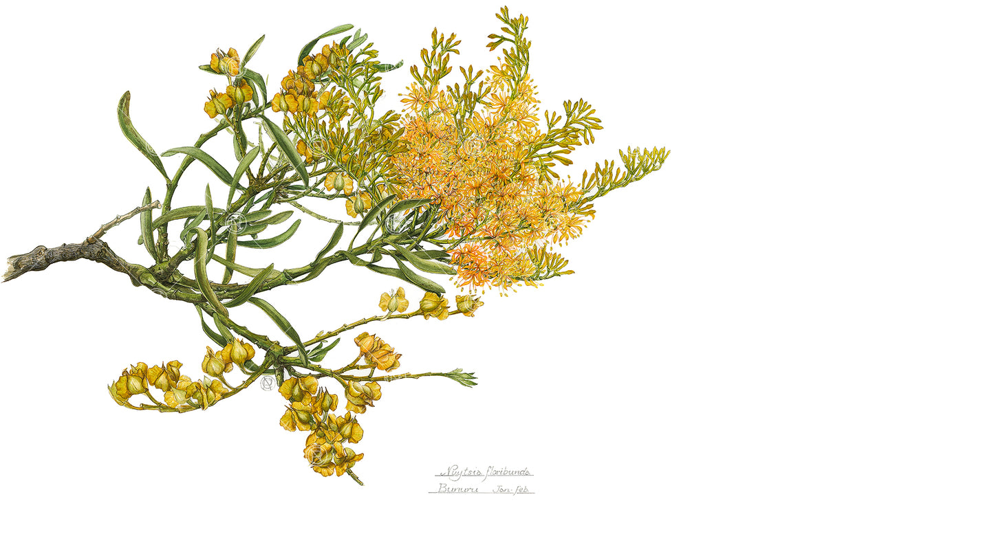 Nuytsia floribunda