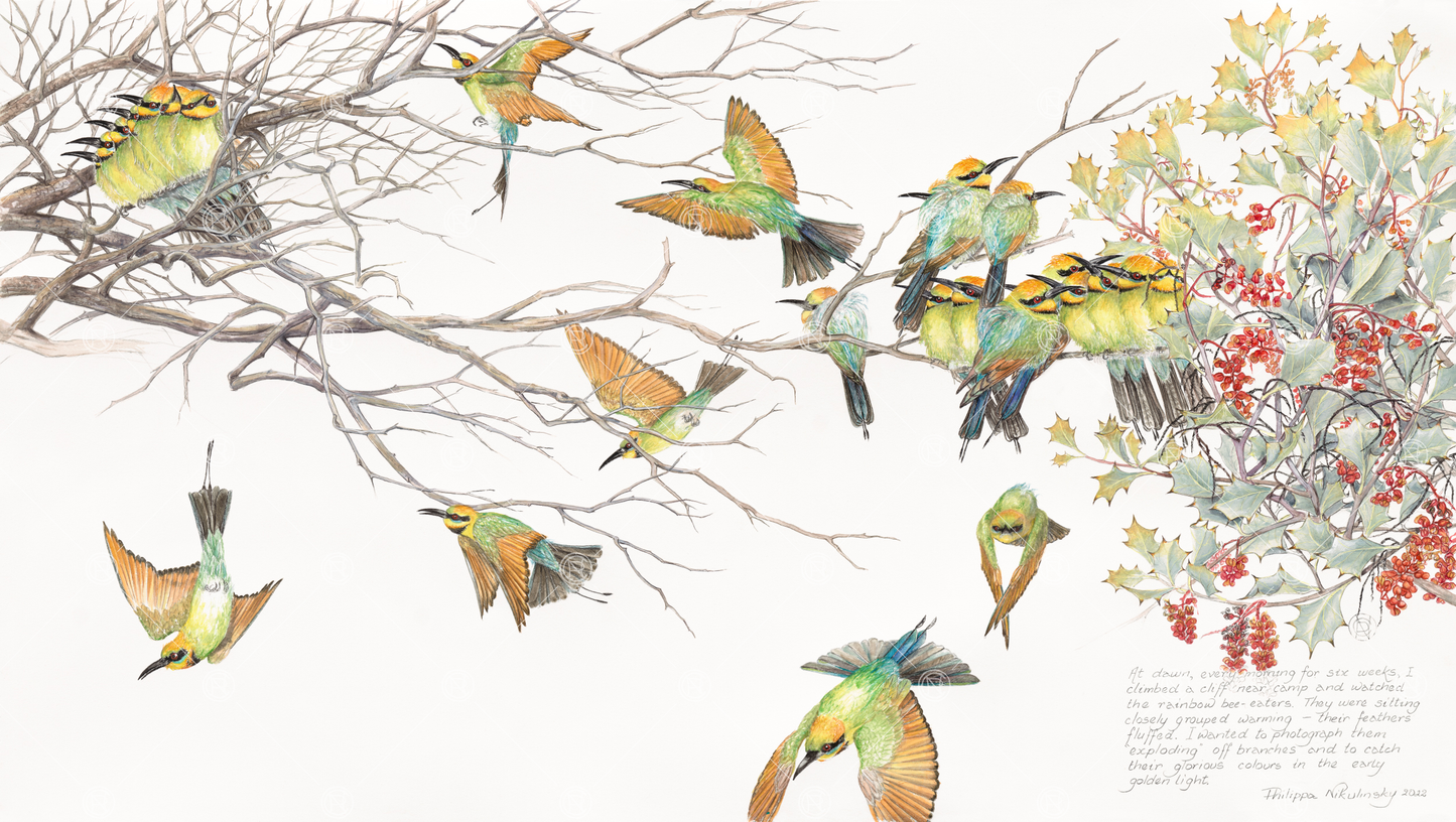 Rainbow Bee Eaters 2