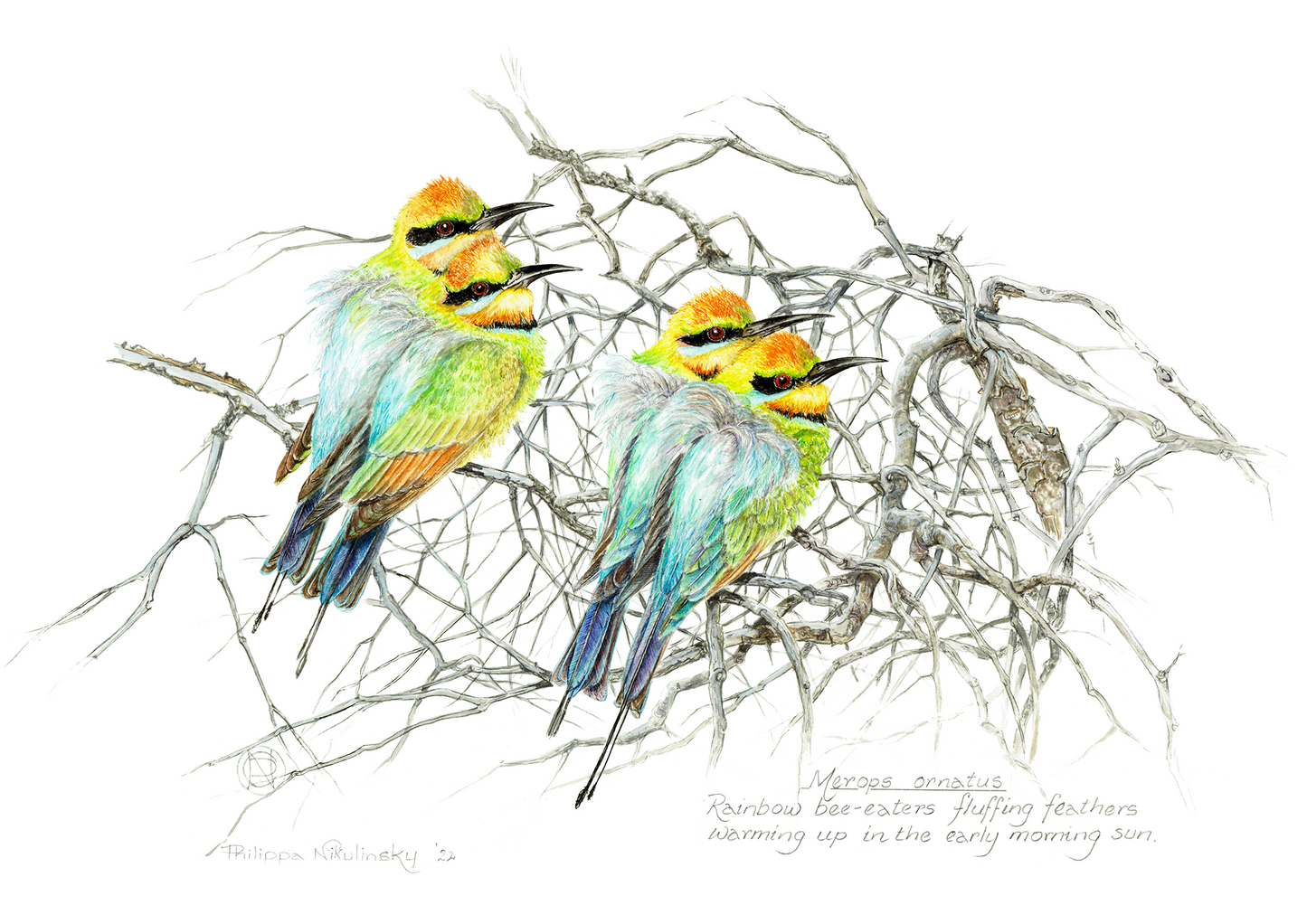 Rainbow Bee Eaters