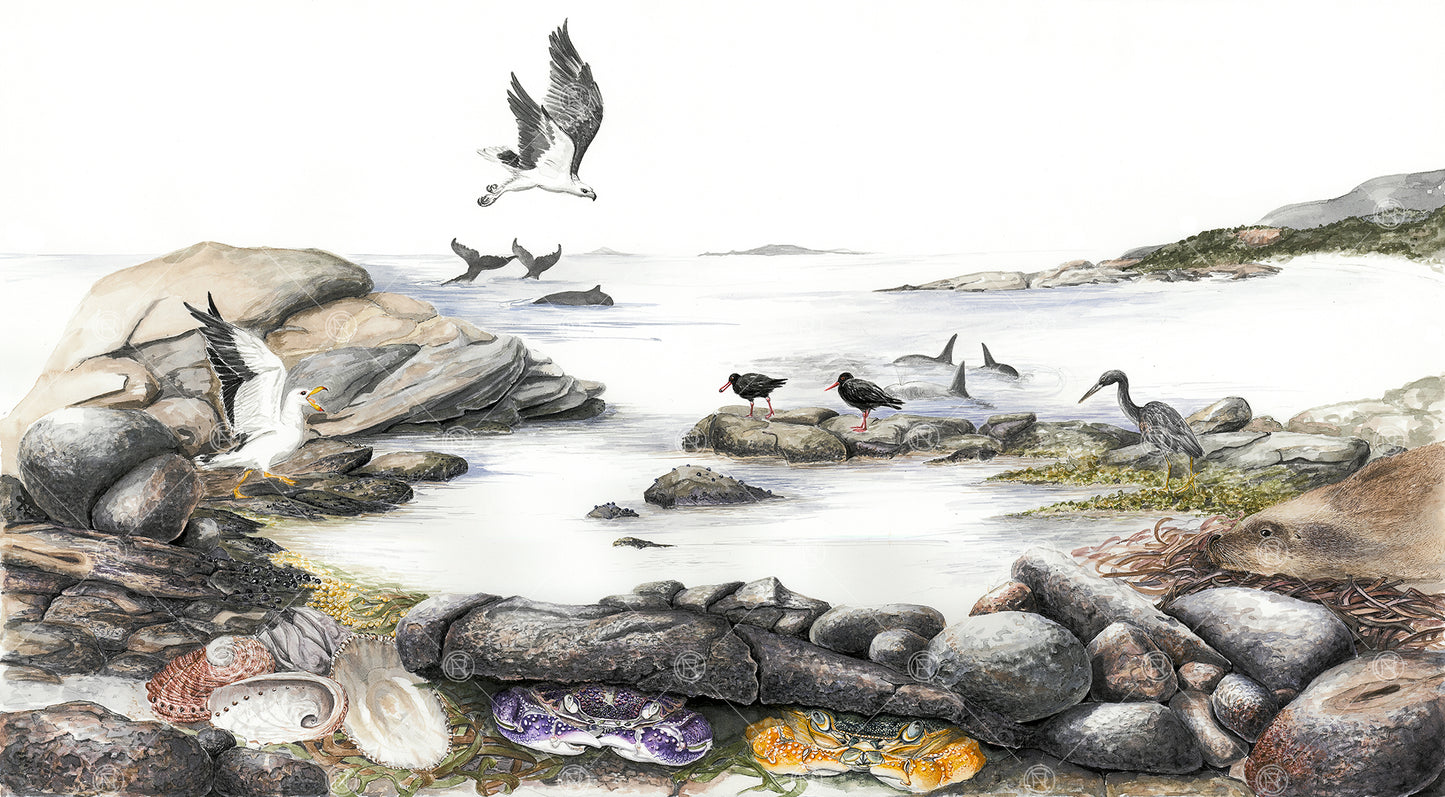 Rock Pools