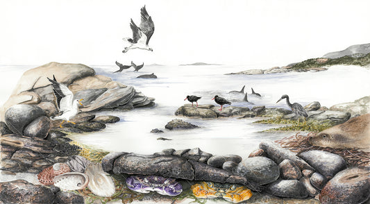 Rock Pools