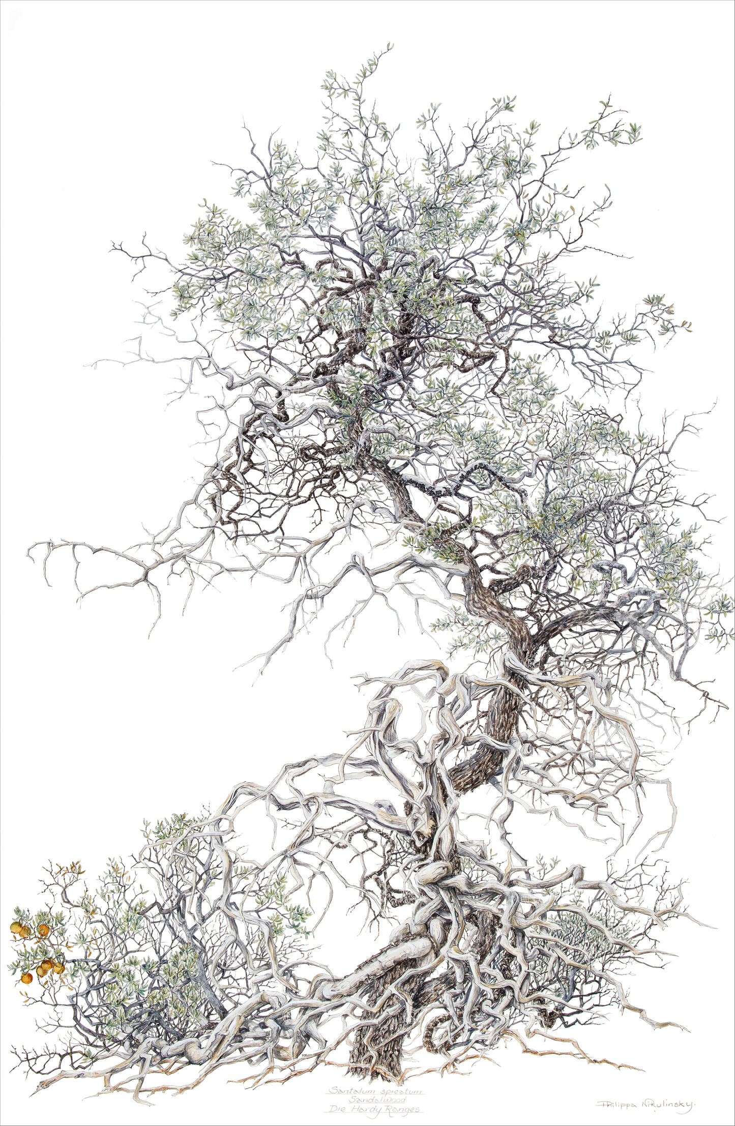 Santalum spicatum, Sandalwood