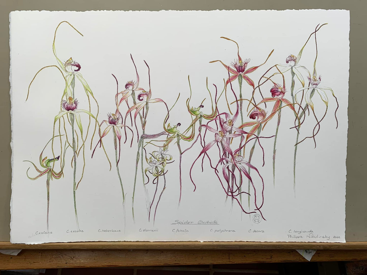 Spider Orchids