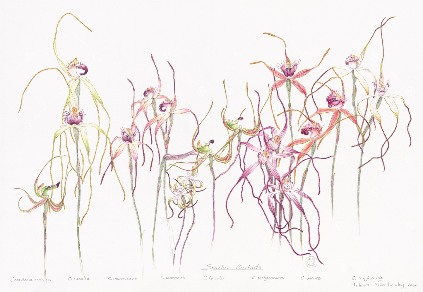Spider Orchids