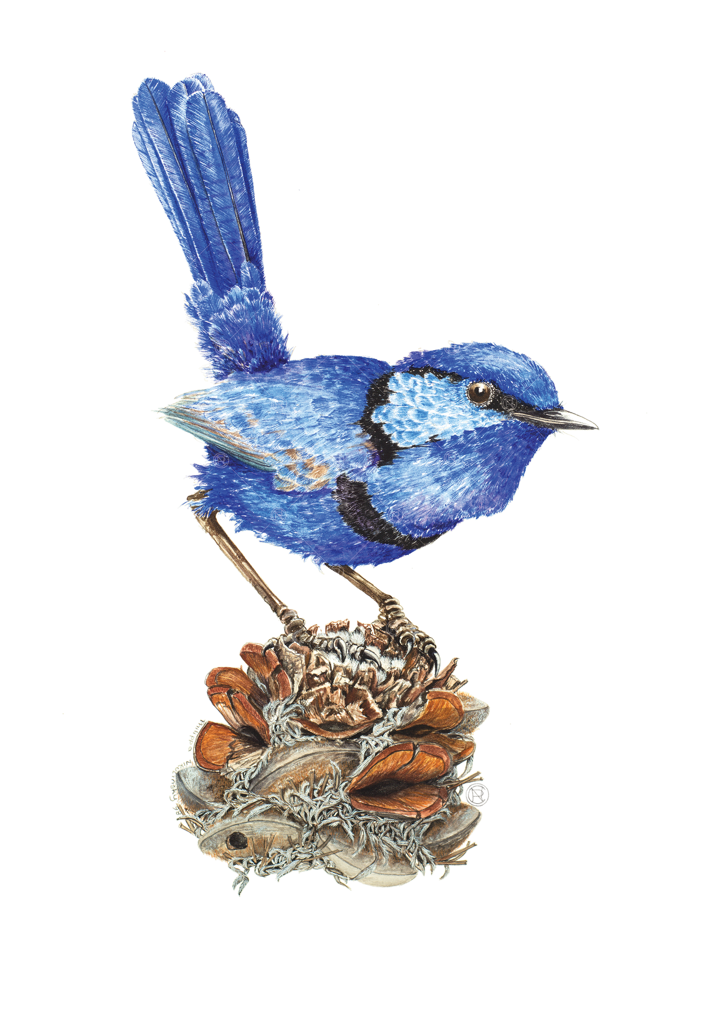 Malurus splendens, Splendid Fairywren