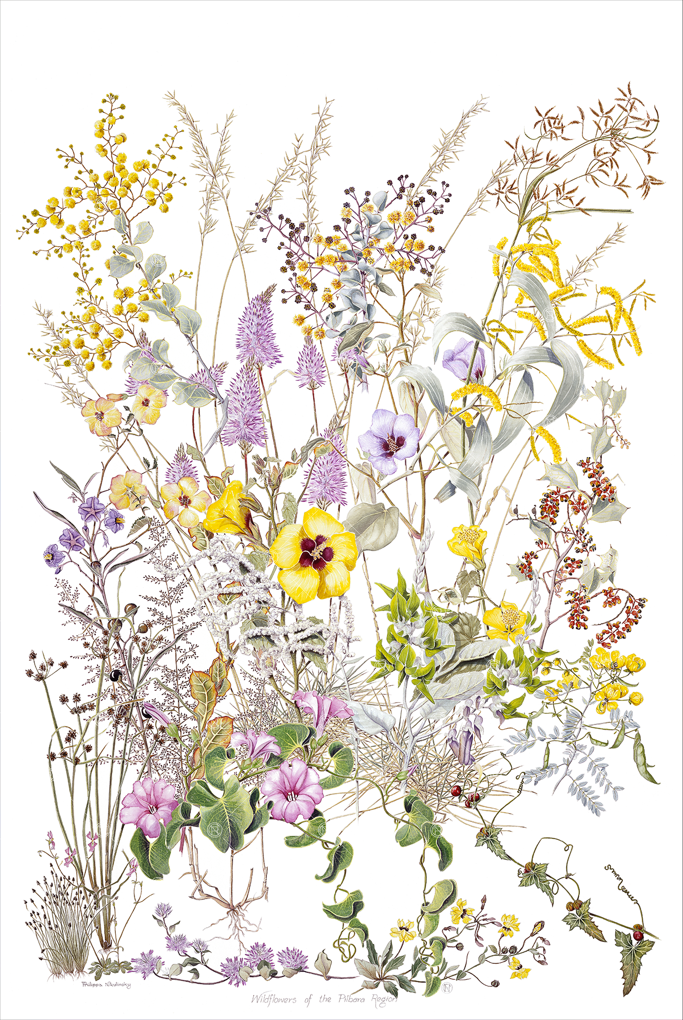 Wildflowers of the Pilbara Region