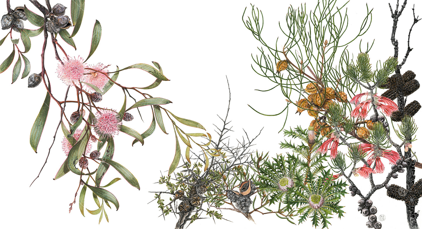 Winter Hakea & Sheoak