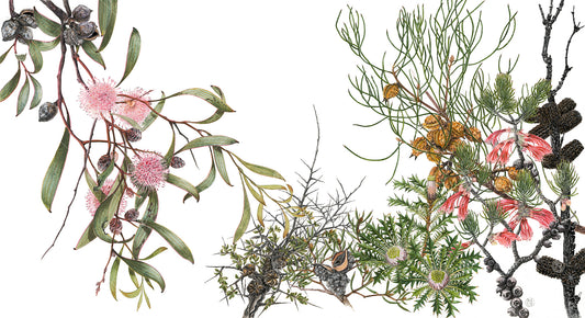 Winter Hakea & Sheoak
