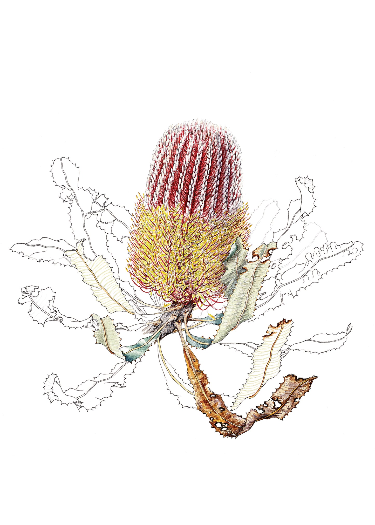 Banksia menziesii, Firewood Banksia