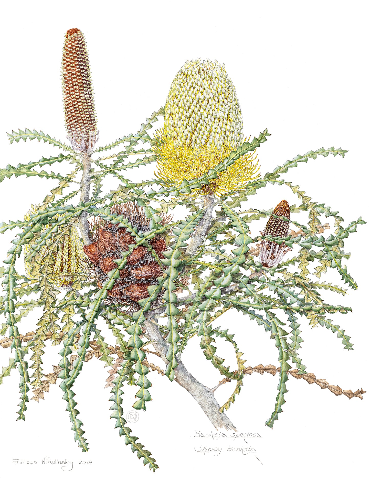 Banksia speciosa, Showy Banksia