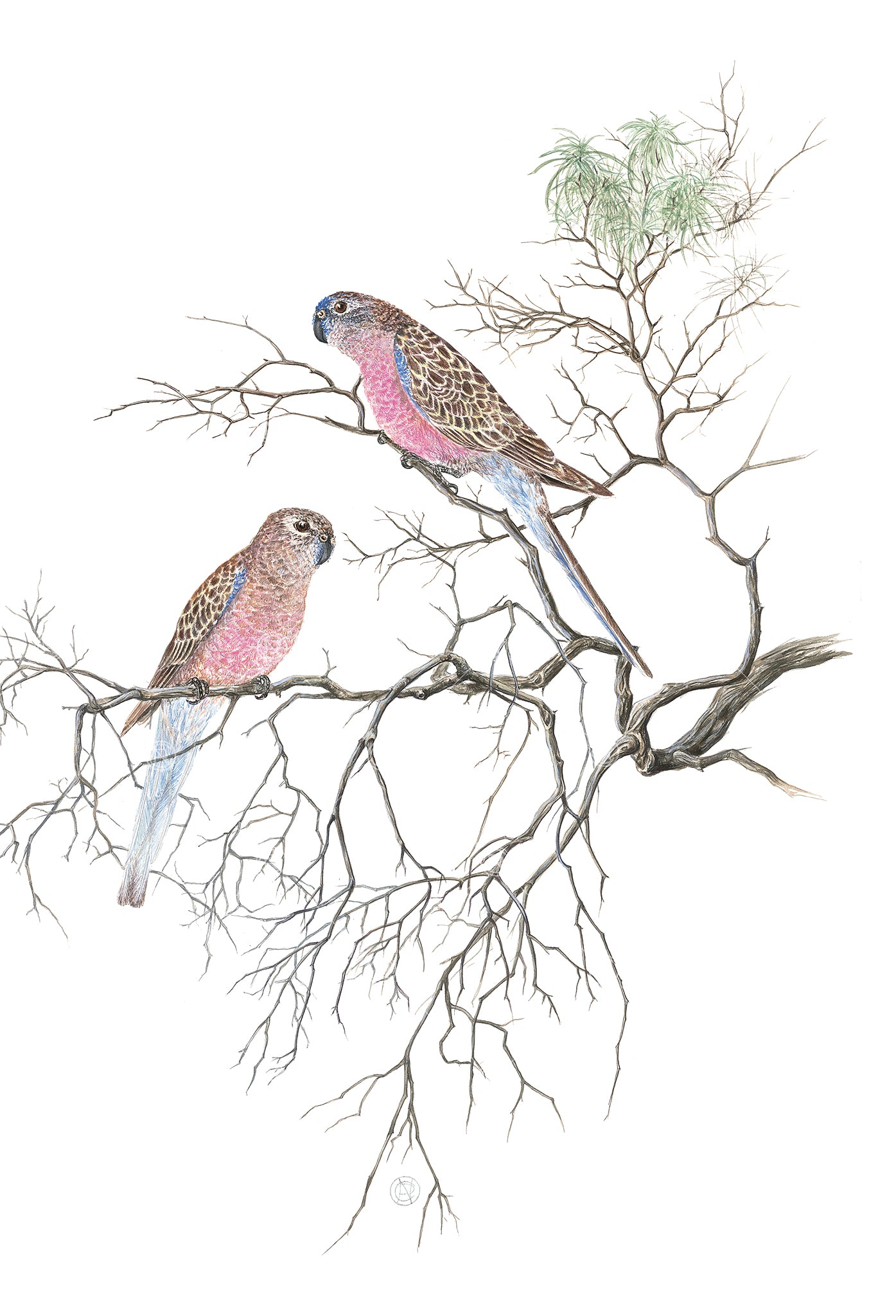 Neopsephotus bourkii, Bourke's Parrot