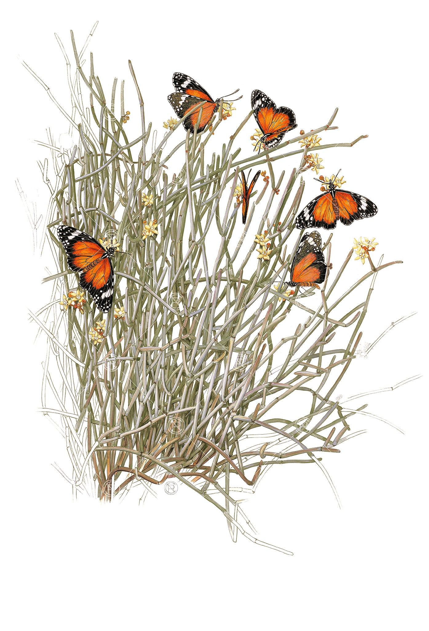 Caustic Bush & Lesser Wanderers