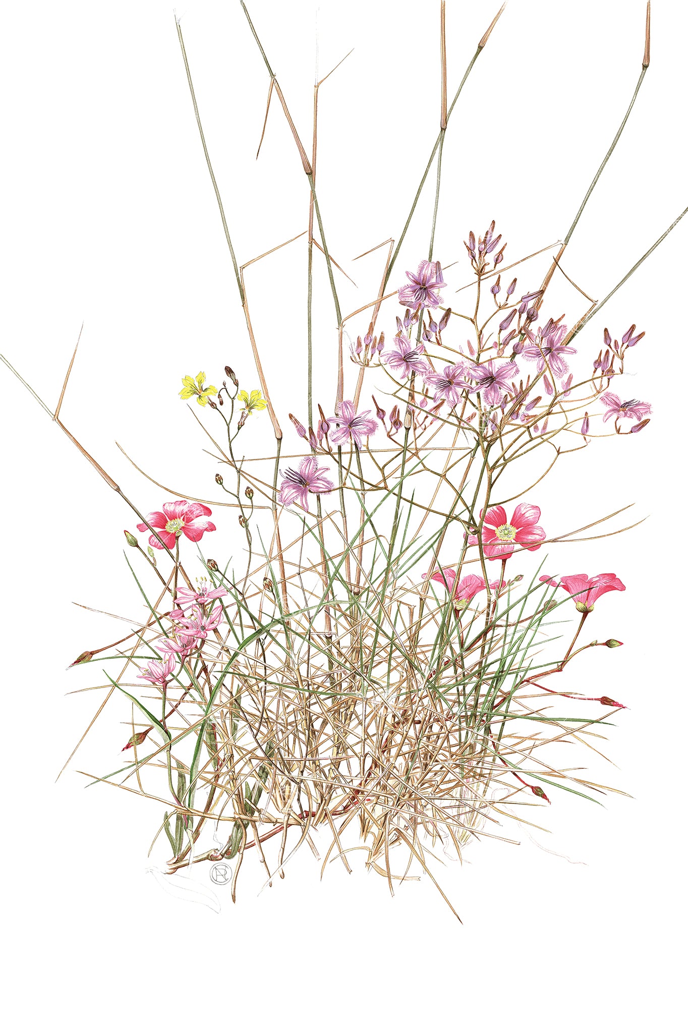 Thysanotus, Fringe Lily
