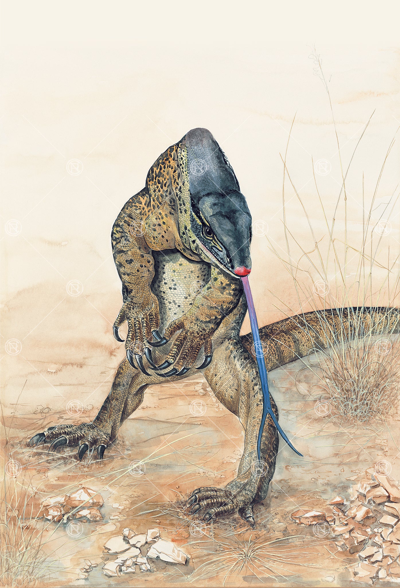 Varanus sp., Monitor