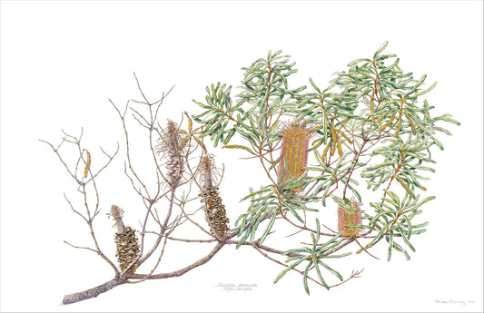 Banksia seminuda, River banksia