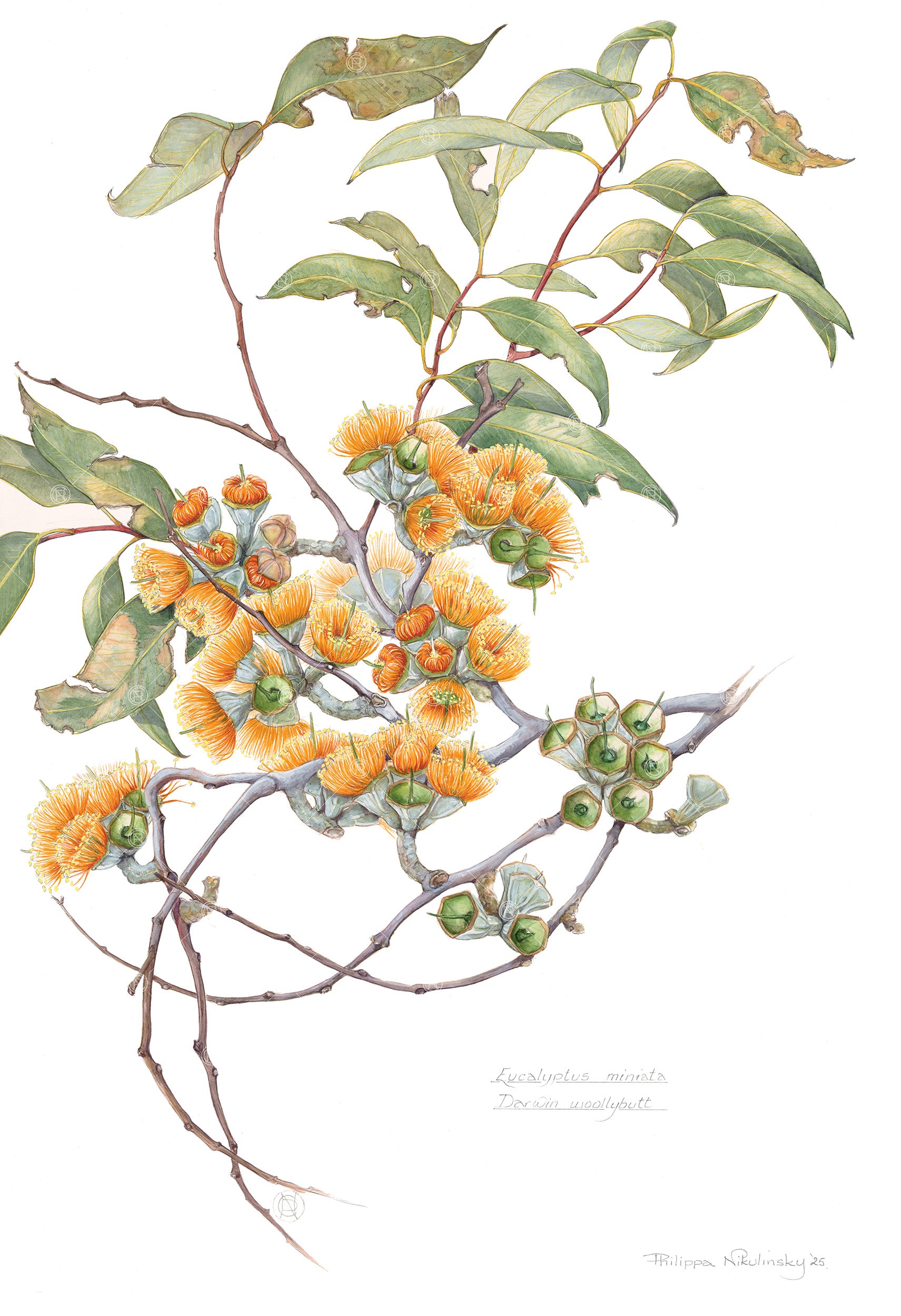 洋書 Brush With Gondwana Brush with Gondwana: The Botanical Artists Group, Western