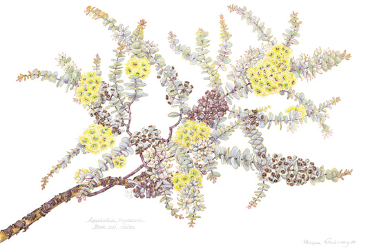 Eucalyptus kruseana