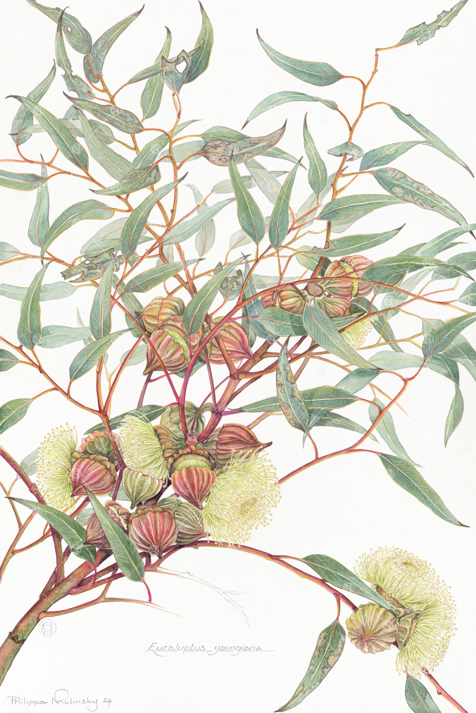 Eucalyptus youngiana watercolour painting print by Philippa Nikulinsky AM