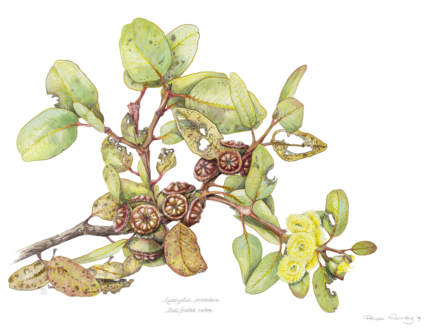 Eucalyptus preissiana Bell-fruited mallee watercolour painting print by Philippa Nikulinsky AM
