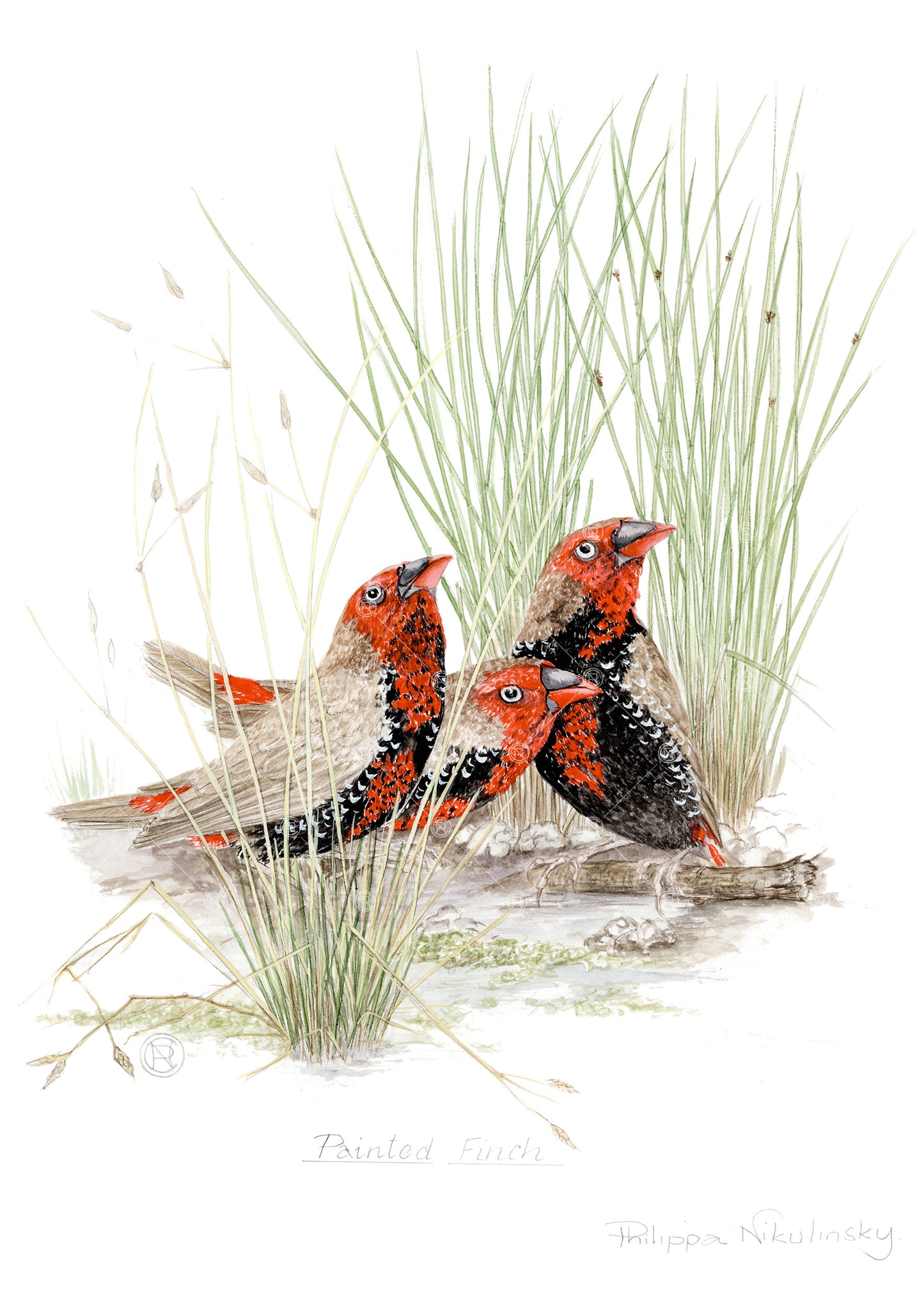 Painted Finches