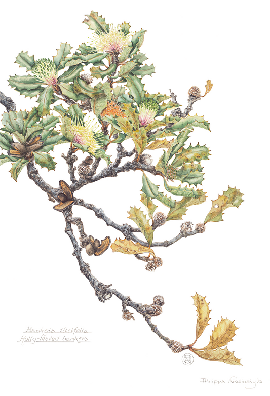 Banksia ilicifolia, Holly Leaved Banksia 2026