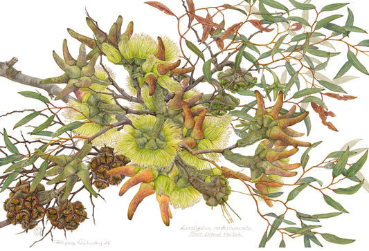 Eucalyptus conferruminata 2025