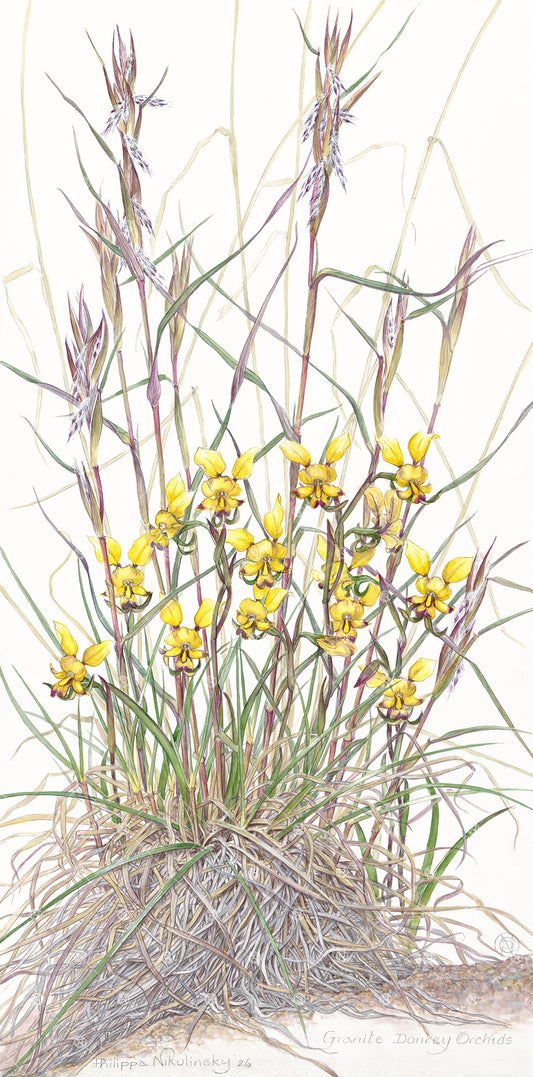Granite Donkey Orchids, 2026