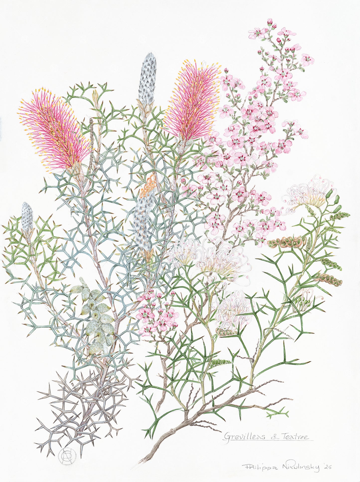 Grevilleas & Teatree