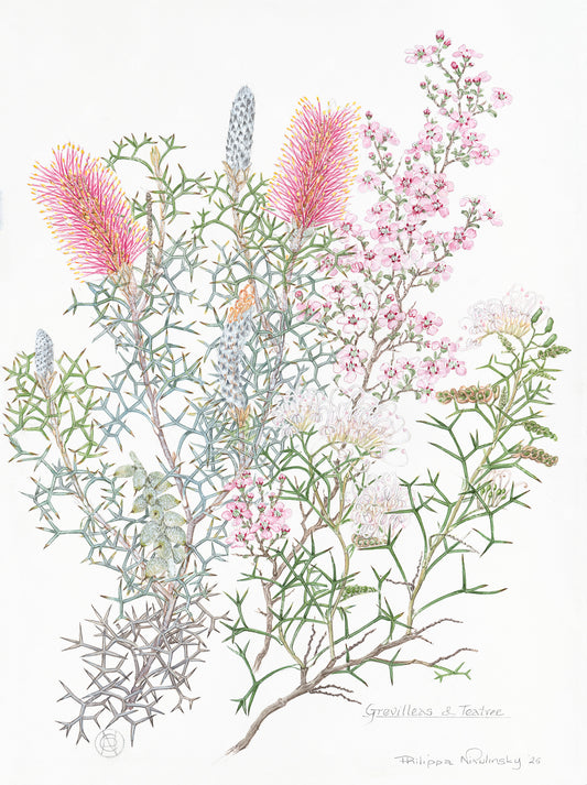 Grevilleas & Teatree