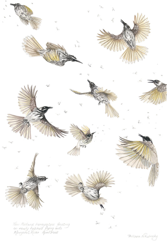 Honeyeaters Feasting