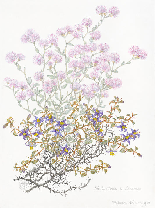 Mulla Mulla & Solanum