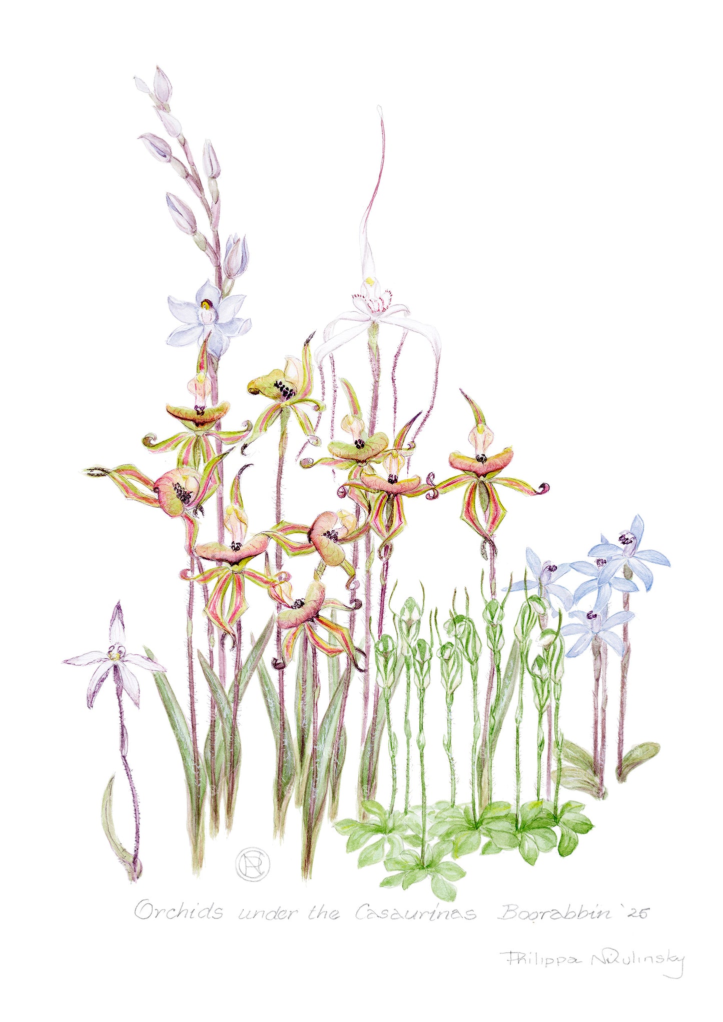 Orchids under the Casuarinas