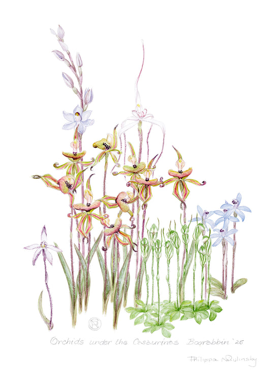 Orchids under the Casuarinas