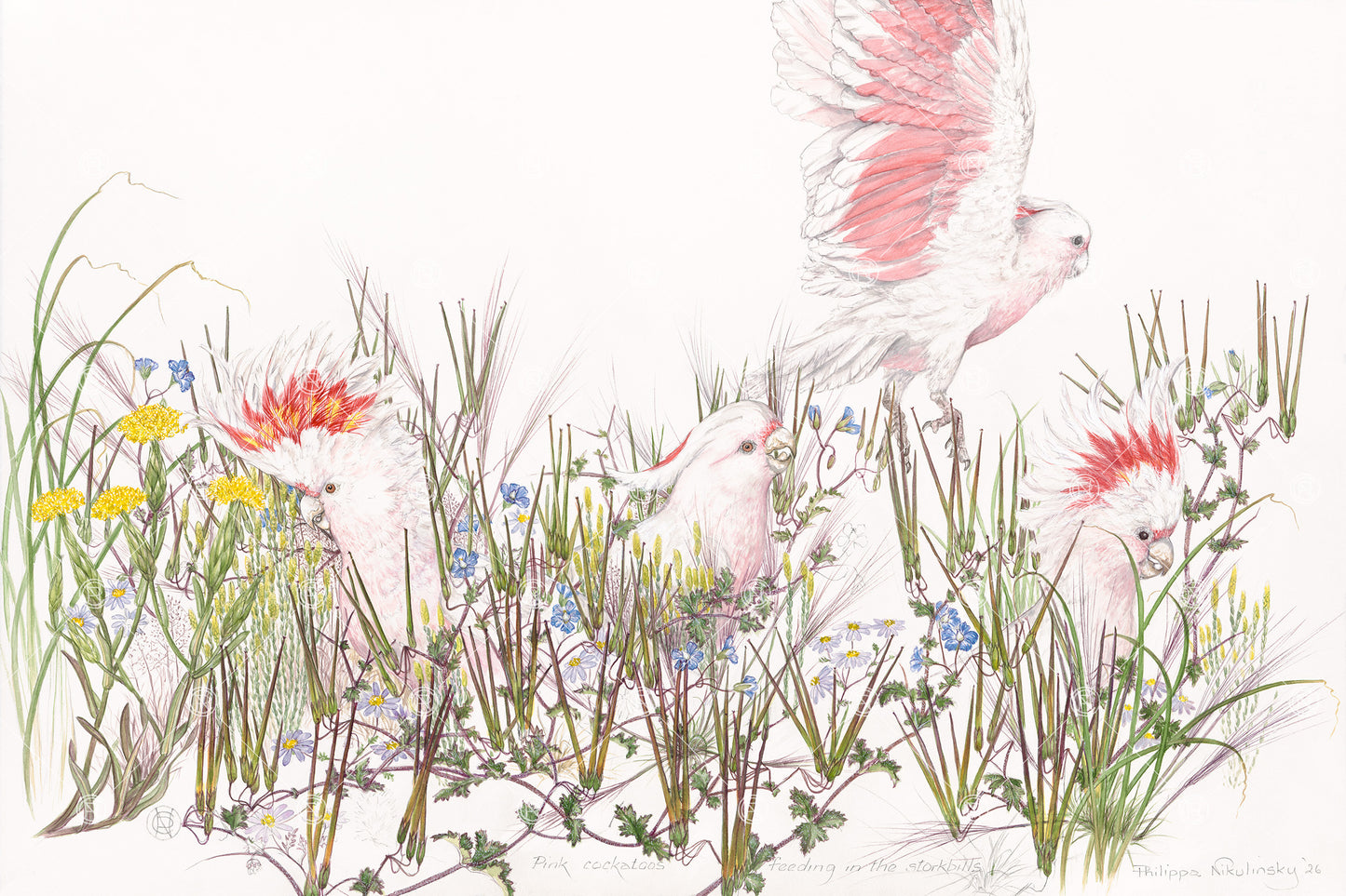 Pink cockatoos, 2026