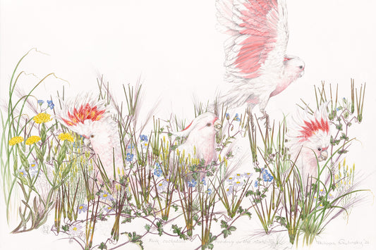 Pink cockatoos, 2026