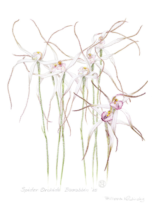Spider Orchids Boorabbin