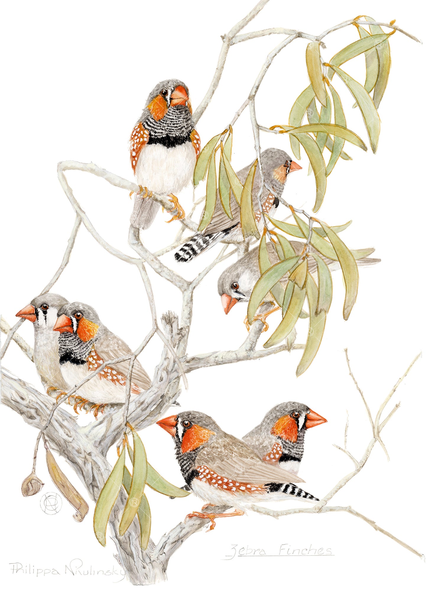Zebra Finches