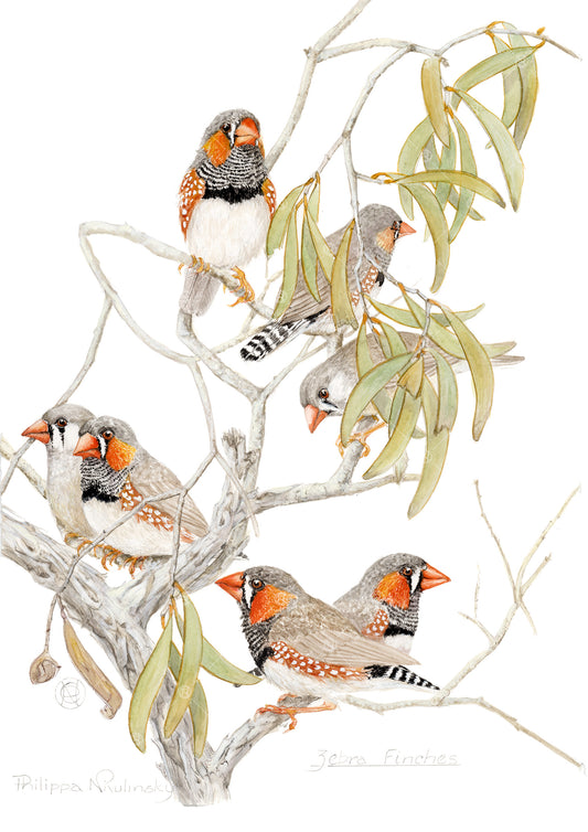 Zebra Finches